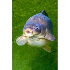 Gafas De Sol Fortis Eyewear Vistas XBlok Gris Azul 21 Gafas De Sol Fortis Eyewear Vistas XBlok Gris Azul -Fox Tienda de ventas 1prologic fortis vistas jordy op t hof fdp 700 team outdoors 550x550h