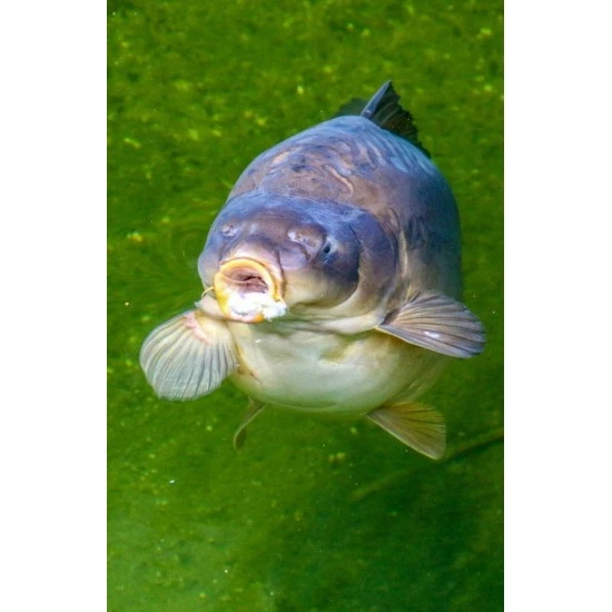 Gafas De Sol Fortis Eyewear Vistas XBlok Gris Azul 10 Gafas De Sol Fortis Eyewear Vistas XBlok Gris Azul - Imagen 8