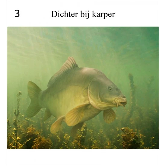 Rob Schneider Carpa A La Vista 6 Rob Schneider Carpa A La Vista - Imagen 4