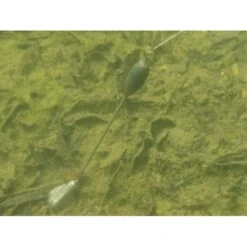 Voz De Marcador De Korda -Fox Tienda de ventas Korda20Marker20Stem4 550x550w